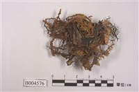藏品(地卷屬)的圖片